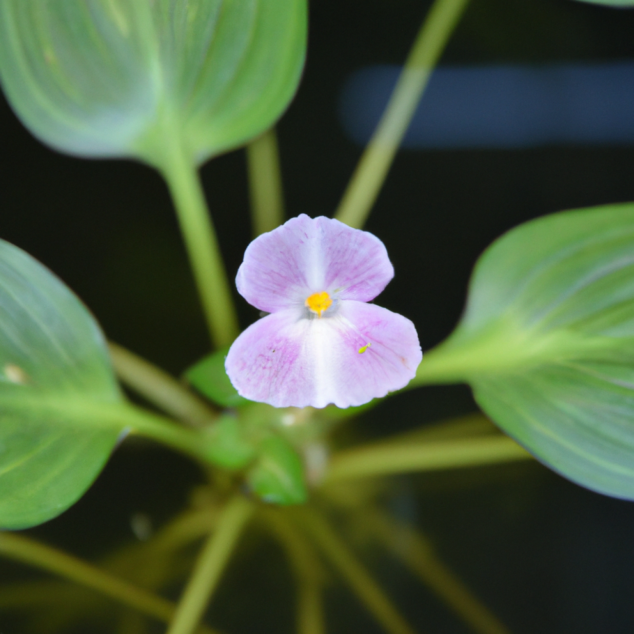 - Prozkoumejte možnosti kombinace rostliny Echinodorus Tricolor s dalšími druhy v akváriu pro harmonický vzhled
