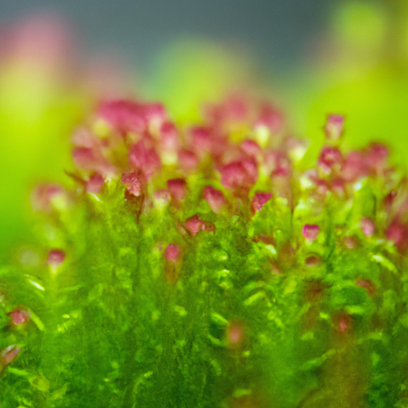 Rotala Rotundifolia: Ideální výběr pro začátečníky i pokročilé akvaristy