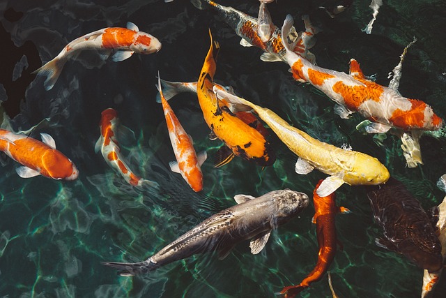 4. Vytvořte mistrovské umění v akváriu: Tipy pro dokonalou kompozici ryb