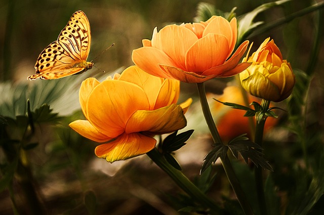 Zelený ráj: Nejkrásnější květiny do terárií pro chameleony