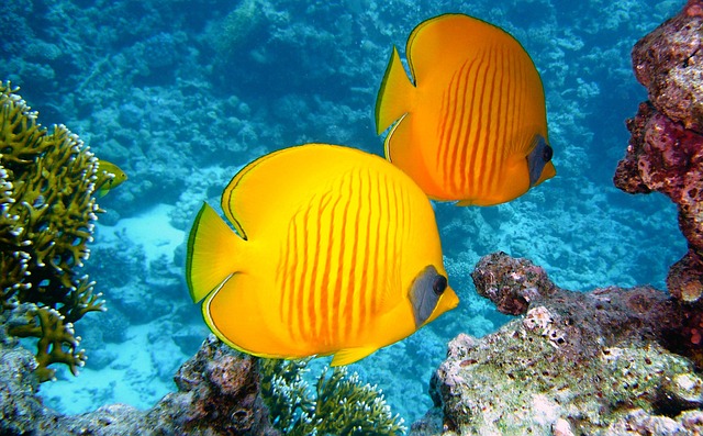 1. Nejlepší druhy ryb pro střed akvária: Odhalení harmonických kombinací