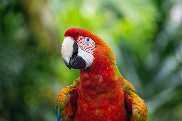 Cichlida papouščí Cichlasoma sp. Red Parrot: Barevný akvarijní klenot