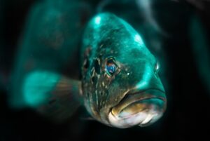 Karas do Akvária: Péče o Tuto Rybu