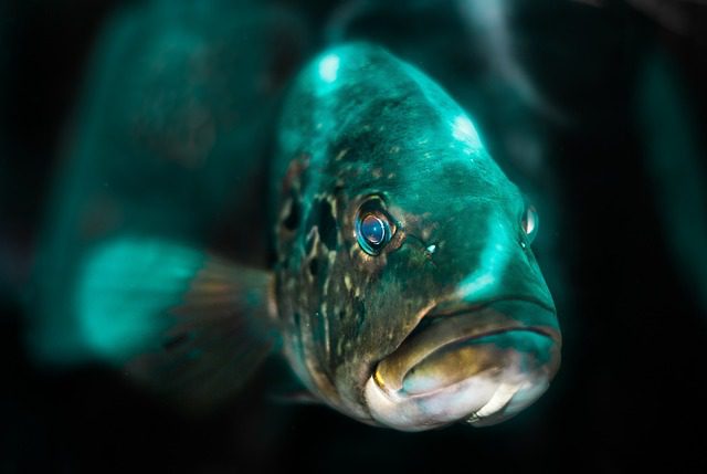 Karas do Akvária: Péče o Tuto Rybu
