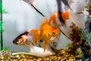 Okysličovač do Akvária: Zajištěte Dostatek Kyslíku Pro Ryby