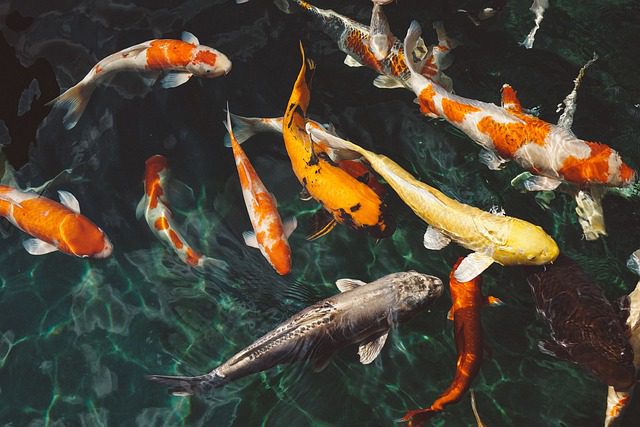 Prevarená Voda do Akvária: Bezpečná pro Vaše Ryby