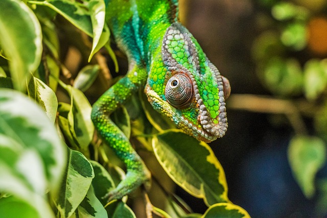 4. Zabezpečení komfortu a pohody: Důležité aspekty vyjmutí chameleona z terária