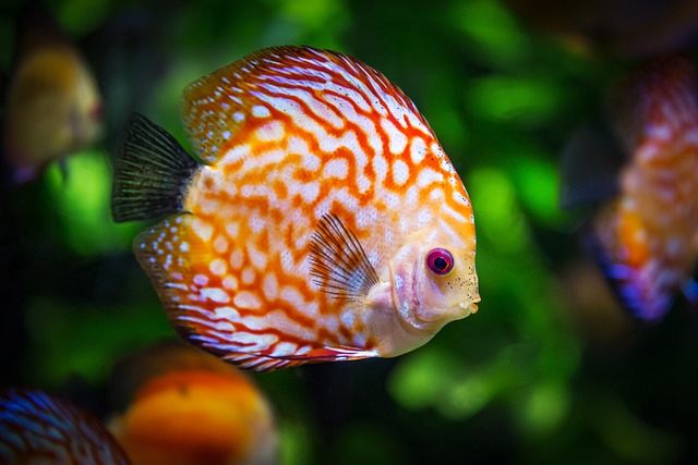 Typy ryb ideálních pro⁤ malá akvária s podrobnými informacemi
