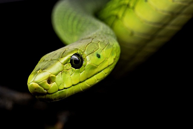 Enhancing Your Snake's Habitat: Top Plant Recommendations for Terrariums
