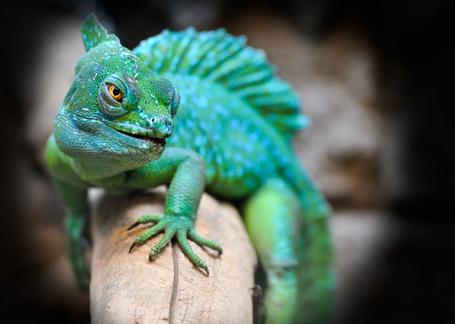 Osvětlení terária pro chameleona: Důležitost správného nastavení světelného cyklu