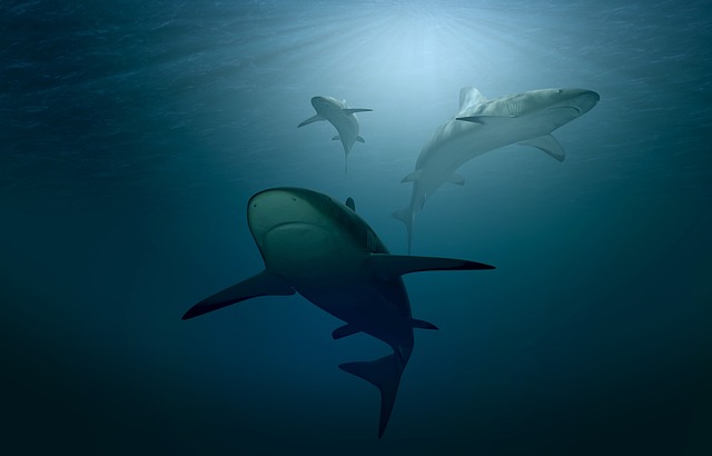 2.‍ Jak si správně vybrat mořského ‍žraloka ‍do akvária: Klíčové faktory a doporučení