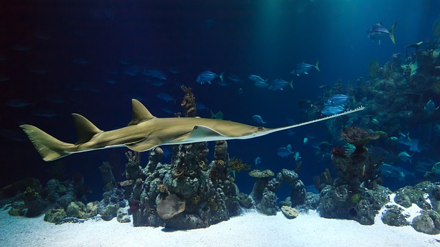 3. Zvládnutí péče o mořského žraloka‍ v akváriu: Odborné ⁣tipy a triky