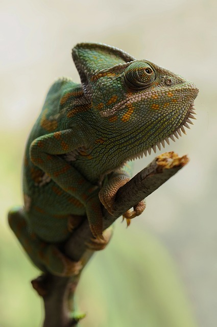 Proč je správná vlhkost klíčová pro zdraví chameleona?