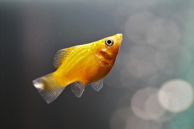 2. Růst a pohyb živorodek: Proč je důležité vybrat správnou délku akvária?