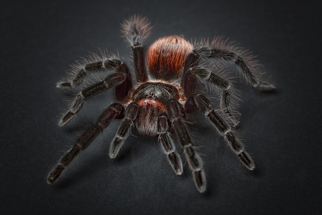 Důležité faktory při určování optimální velikosti terária pro pavouka