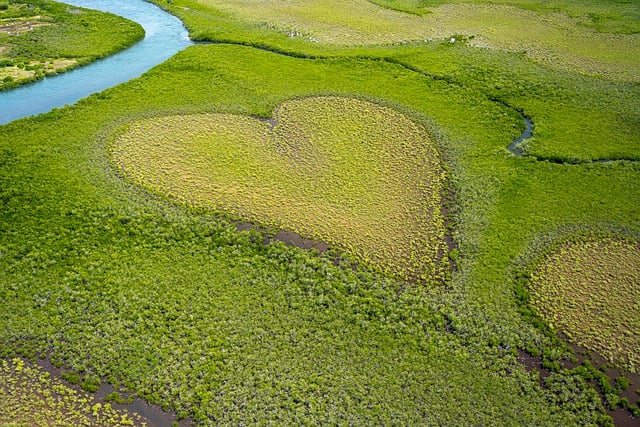 5.⁤ Přidání mangrovových ⁣kořenů‍ do ‌akvária: Doporučení pro ⁣vytvoření ⁤ideálního⁢ prostředí
