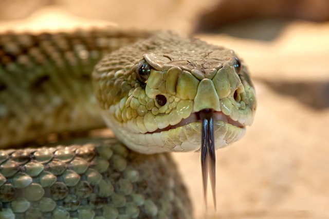2. Doporučení pro správné vybavení terária pro hady