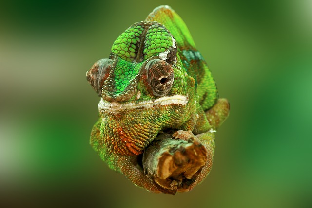 Jak správně ošetřit větve do terária pro chameleona