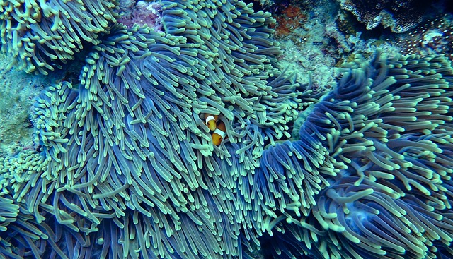 3.​ Nejlepší druhy ‍korálů‍ pro začátečníky ve světě akvaristiky