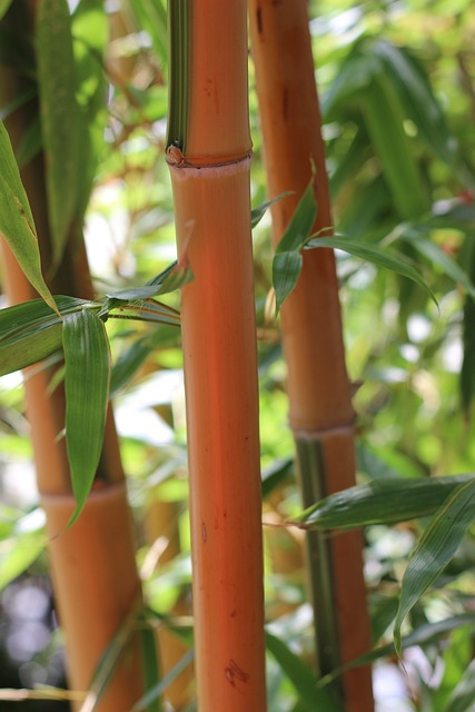 Bambusové​ tyče a⁢ jejich výhody jako dekorační prvek v teráriích