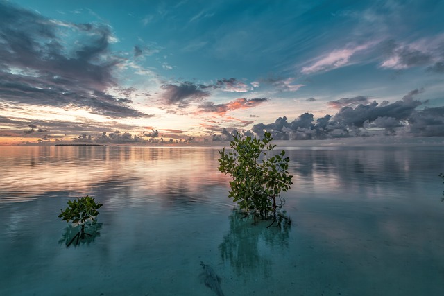 2. Jak ‍mangrovové kořeny přidávají ‌exotický dotek do vaší⁢ nádrže: Estetické a funkční výhody
