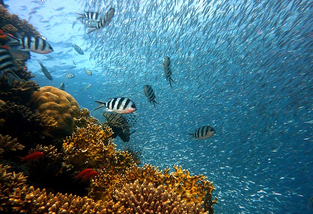 2. Exotická ⁣krása⁢ korálů: Jak zařídit nádrž,⁤ aby vynikla?