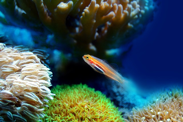 Jak velký⁢ odpenovač je potřeba pro⁢ vaše morské akvárium?