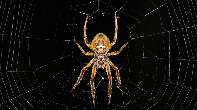 Jak zvolit správnou velikost terária pro pavouka