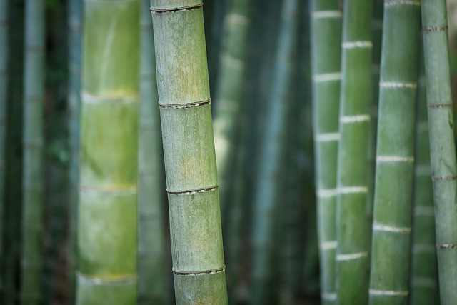 Doporučená délka a počet​ větví bambusu pro různě velká akvária