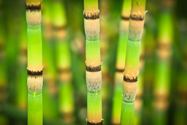 Bambusové ‍tyče do teraria: Přirozený a‌ atraktivní dekorační prvek pro terária