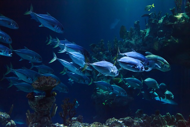 Inspirace pro akvária s objemem 1000 litrů: Doporučené rostliny a ryby pro tento typ akvária