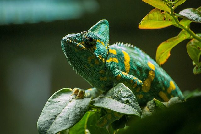 Chameleoni a jiné ještěrky, které musí mít terária do výšky: Ideální pro vertikální terária