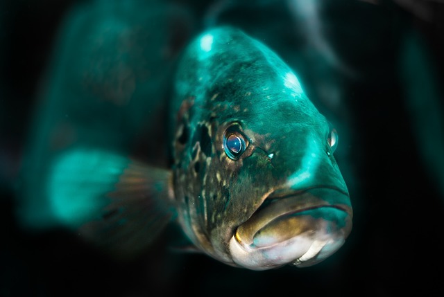 - Jaký typ ​osvětlení je nejvhodnější pro různé druhy rostlin a ryb